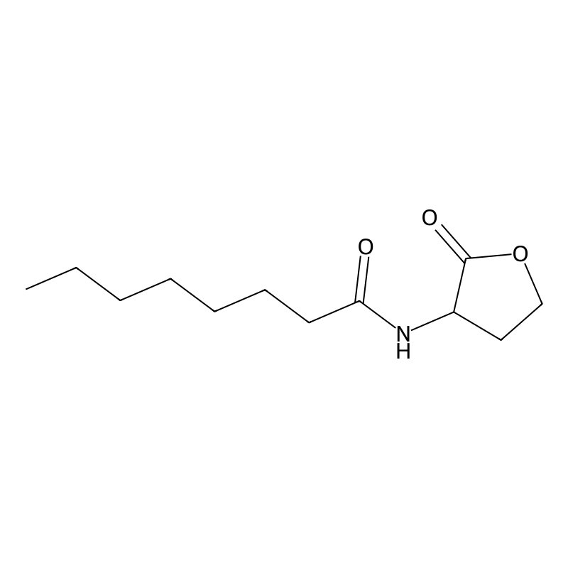 N-Octanoyl-DL-homoserine lactone