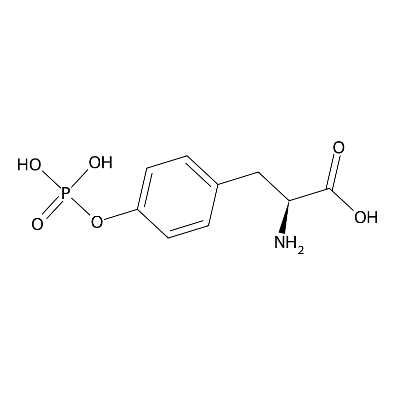 O-Phospho-L-tyrosine