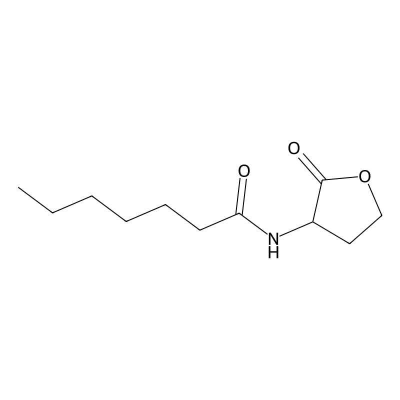 N-Heptanoyl-DL-homoserine lactone