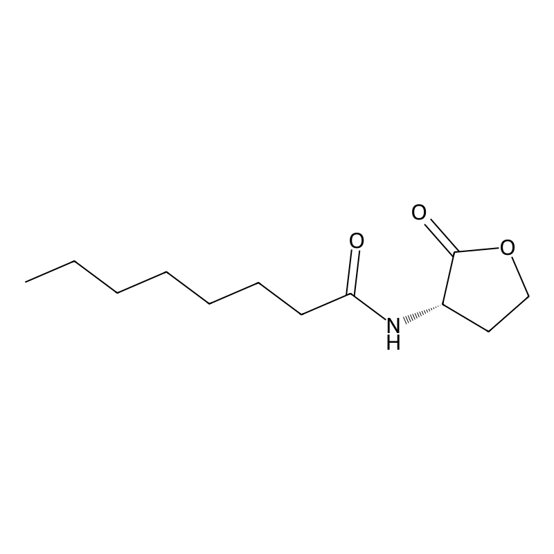 N-OCTANOYL-L-HOMOSERINE LACTONE