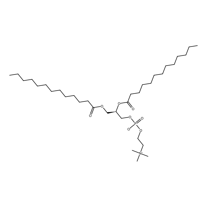 1,2-Ditridecanoyl-sn-glycero-3-phosphocholine