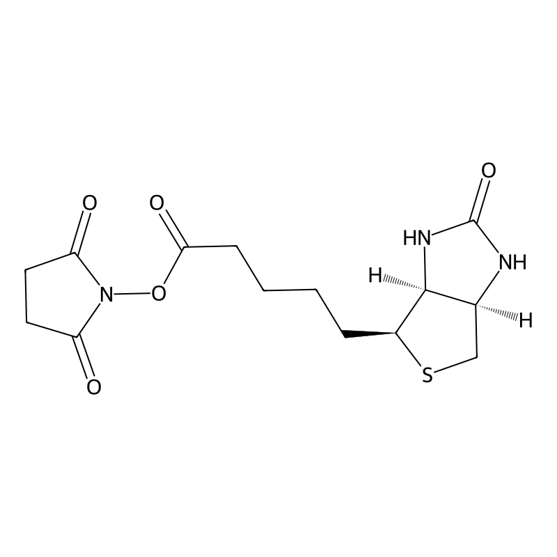 Biotin-NHS