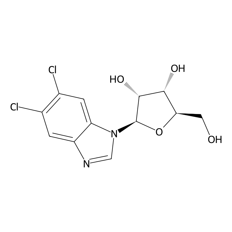 5,6-Dichlorobenzimidazole riboside