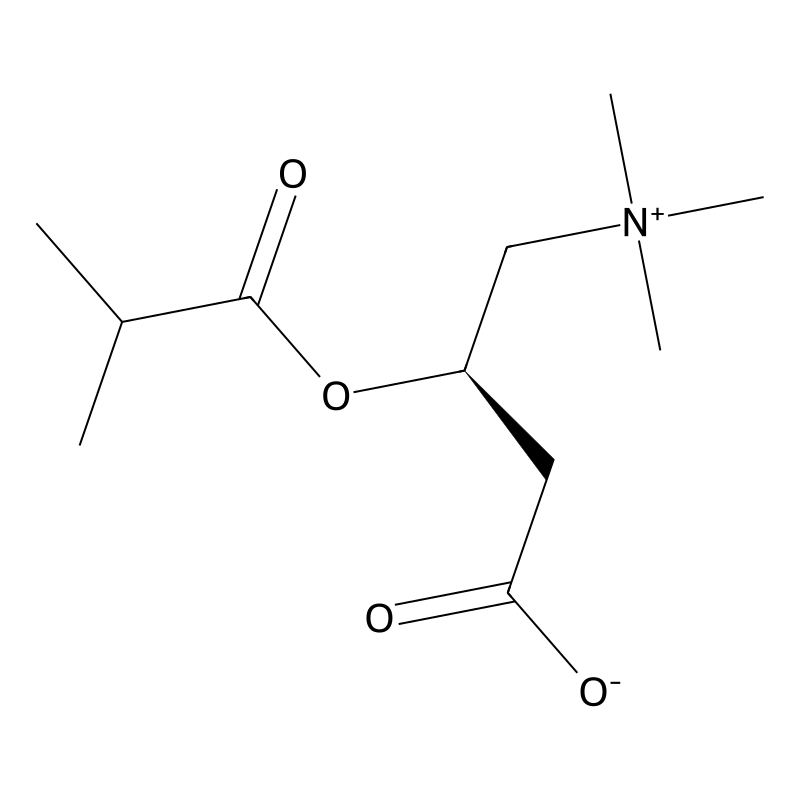 Isobutyryl-L-carnitine