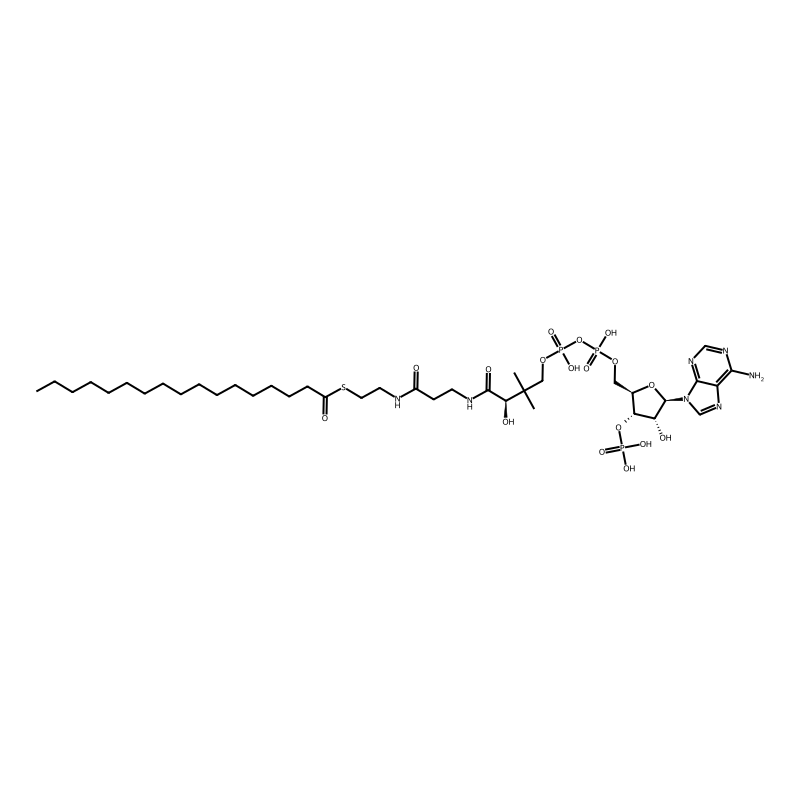 Heptadecanoyl-coa