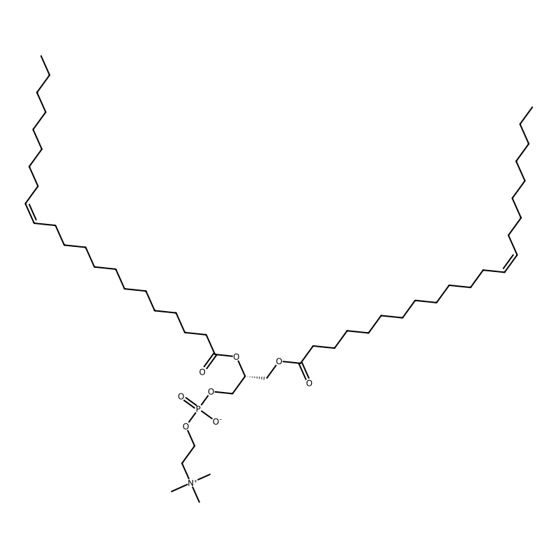 1,2-Dierucoyl-sn-glycero-3-phosphocholine