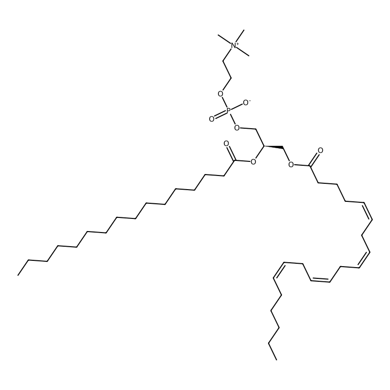 [(2R)-2-hexadecanoyloxy-3-[(5Z,8Z,11Z,14Z)-icosa-5,8,11,14-tetraenoyl]oxypropyl] 2-(trimethylazaniumyl)ethyl phosphate