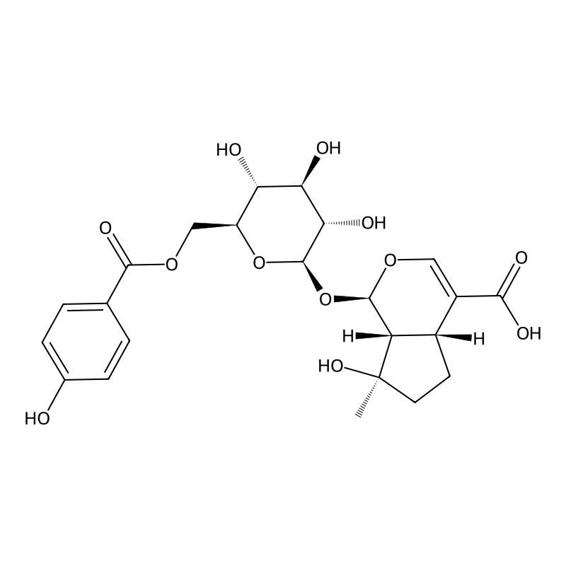 6'-(p-Hydroxybenzoyl)mussaenosidic acid