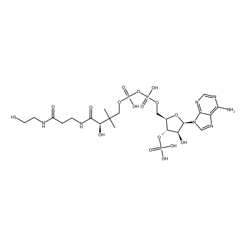 coenzyme A